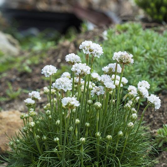  Morning Star White Armeria