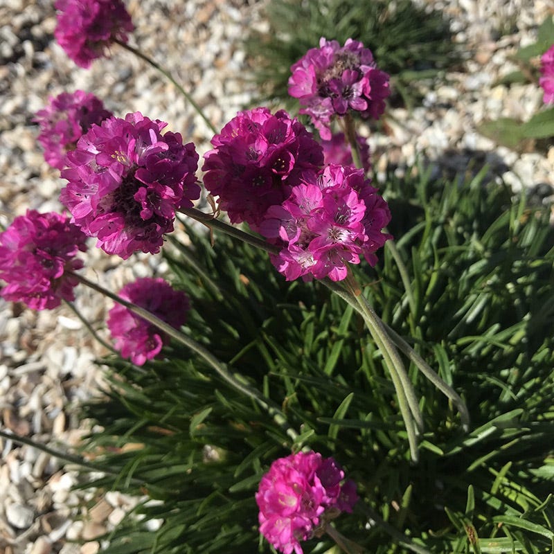  Rock Garden Collection