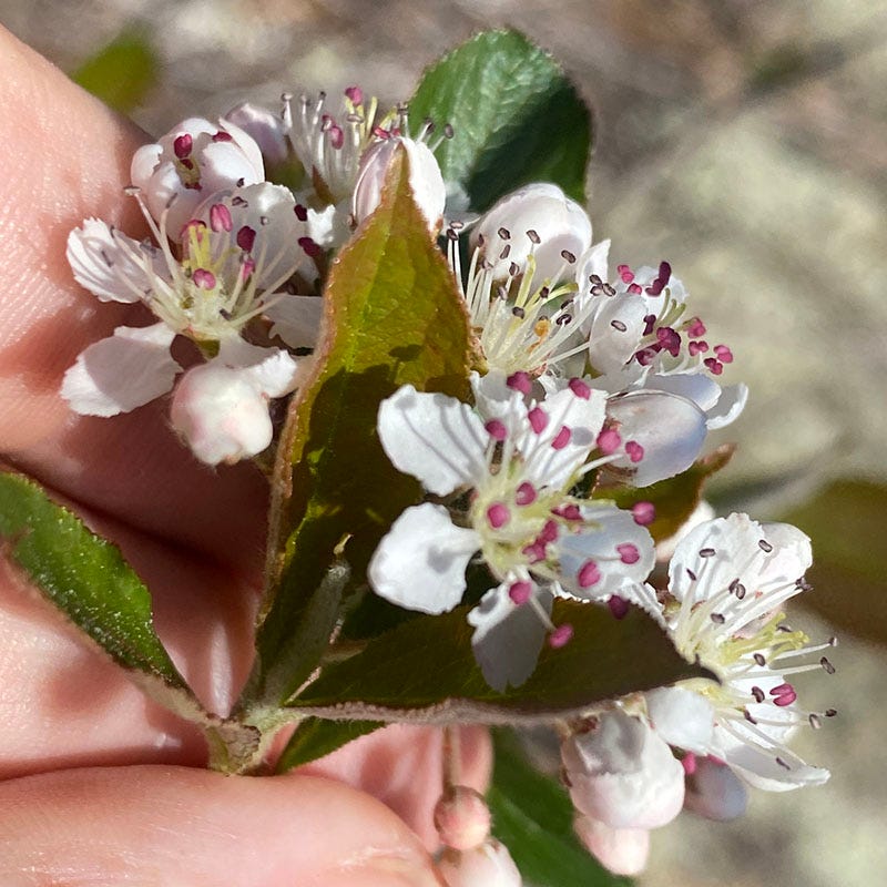  Viking Black Chokeberry (Aronia)
