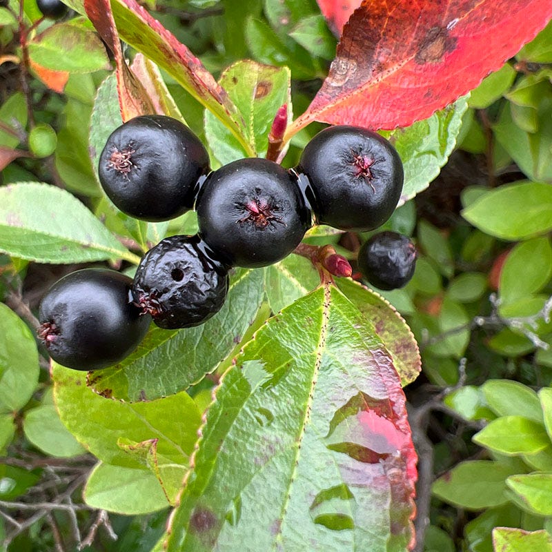  Viking Black Chokeberry (Aronia)