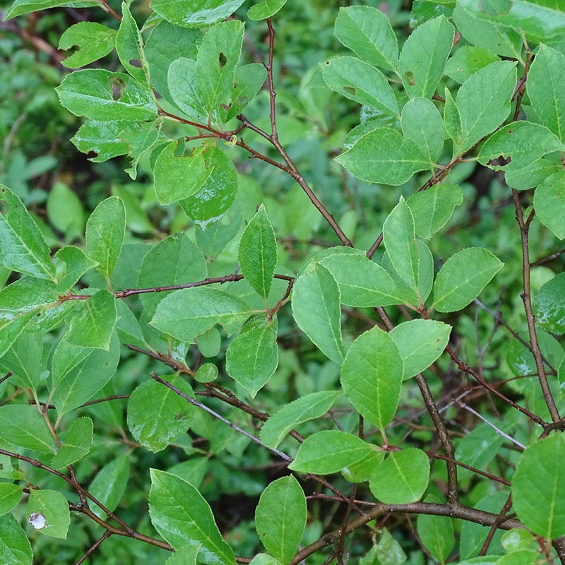  Viking Black Chokeberry (Aronia)