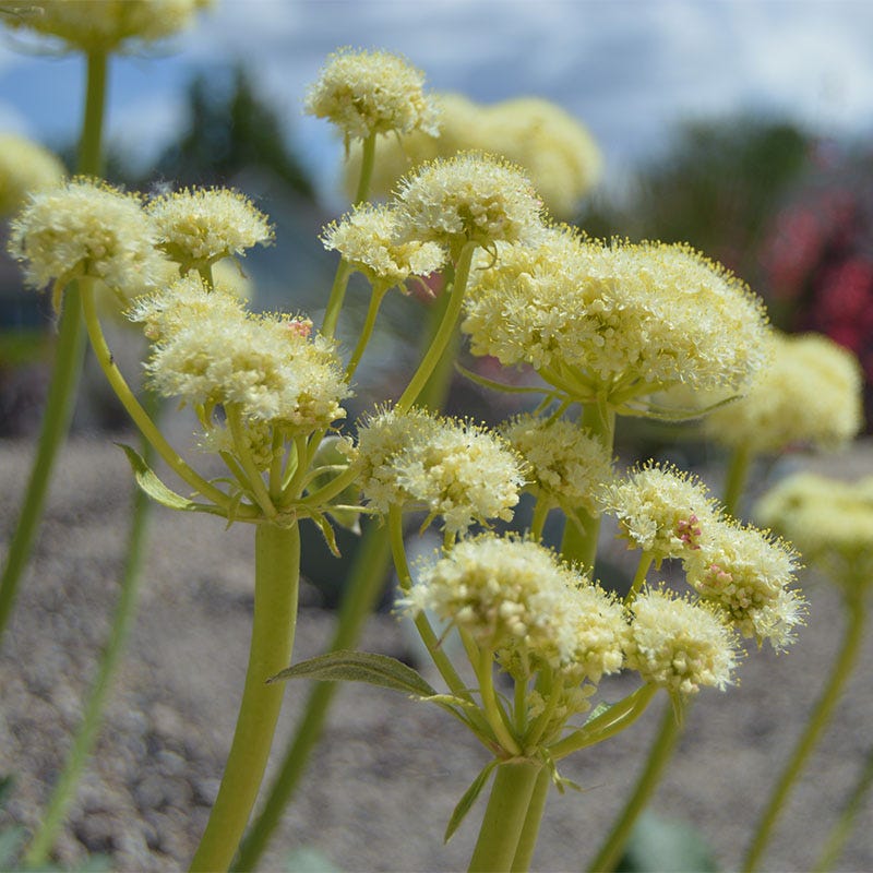  Arrowleaf Buckwheat