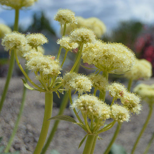  Arrowleaf Buckwheat