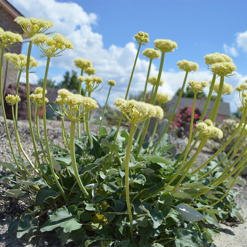  Arrowleaf Buckwheat