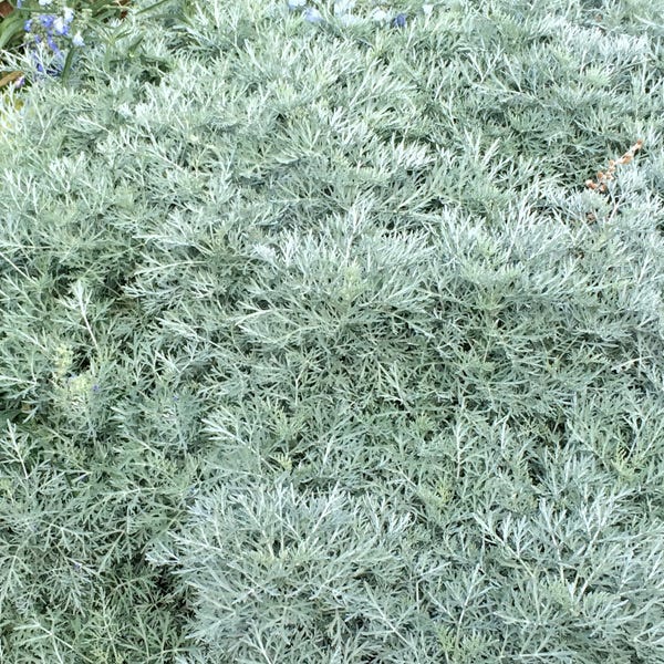 Powis Castle Artemisia