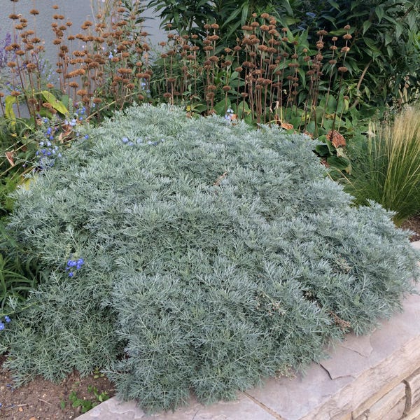  Powis Castle Artemisia