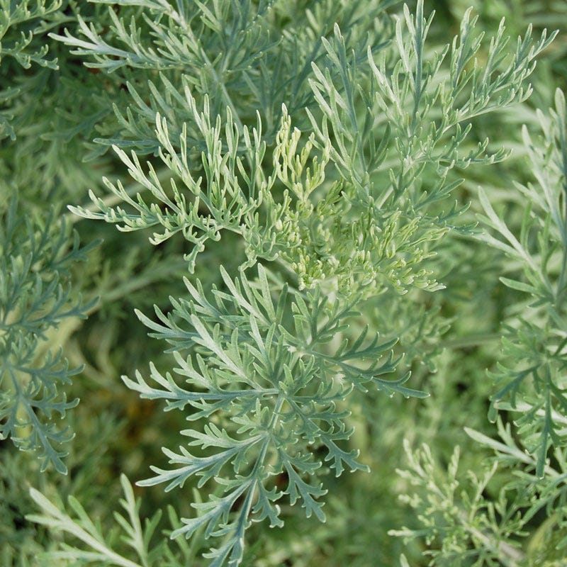  Powis Castle Artemisia