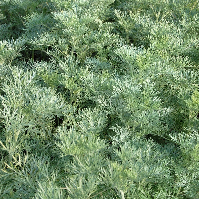  Powis Castle Artemisia