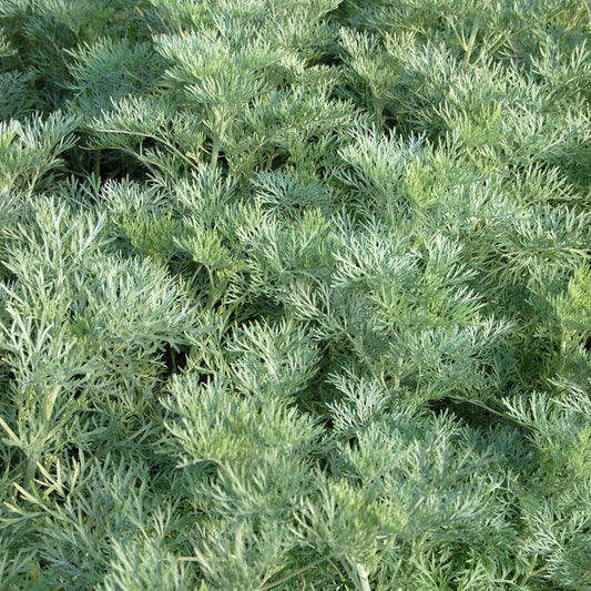  Powis Castle Artemisia