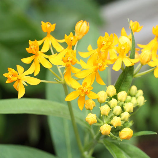  Hello Yellow Butterfly Weed