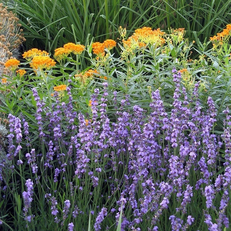  Sharon Roberts English Lavender
