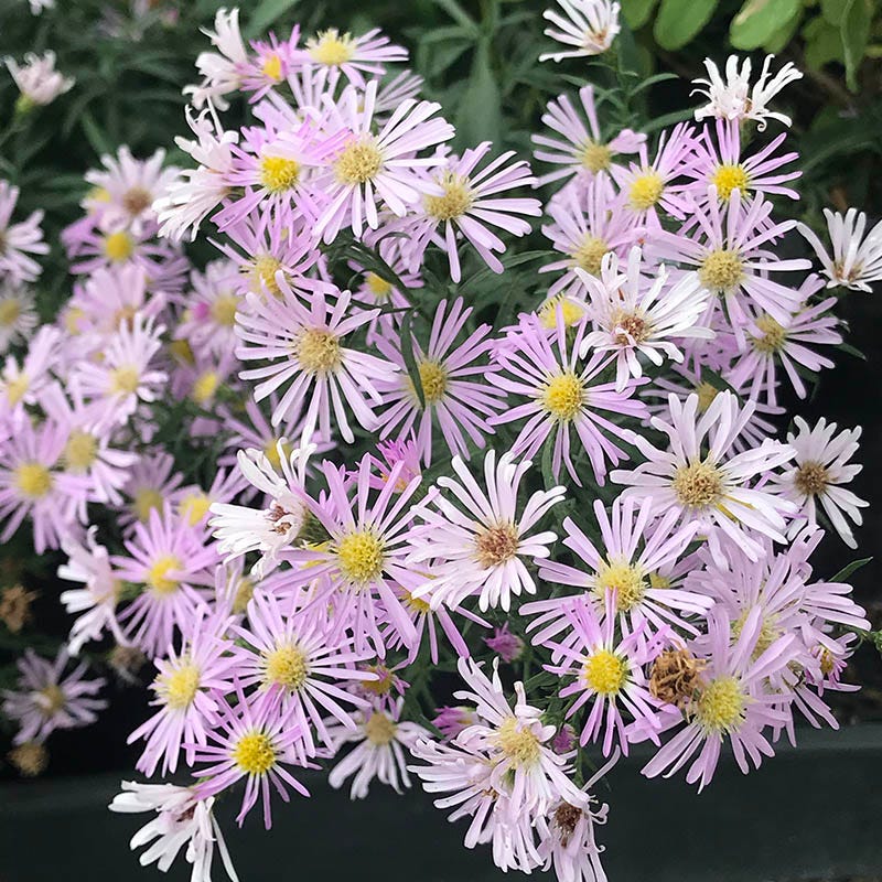  Dream Of Beauty Aromatic Aster