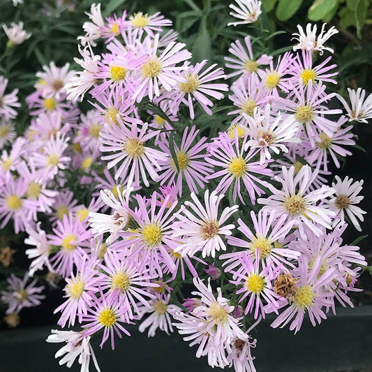  Dream Of Beauty Aromatic Aster