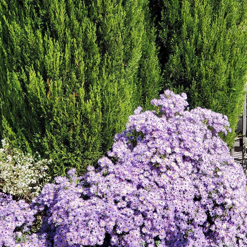  Raydon's Favorite Aromatic Aster