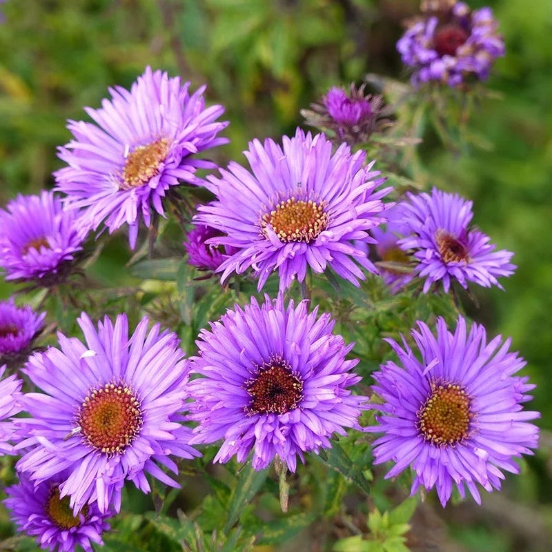  Autumn Magic Pollinator Collection
