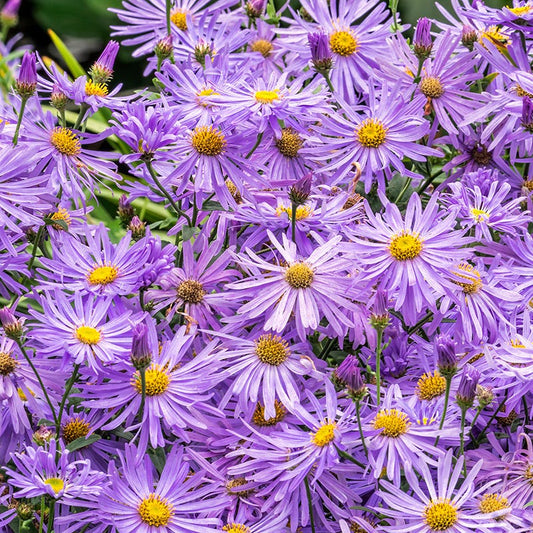  Monch Frikart's Aster