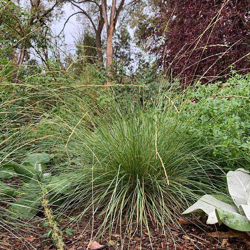  Atlas Fescue Grass