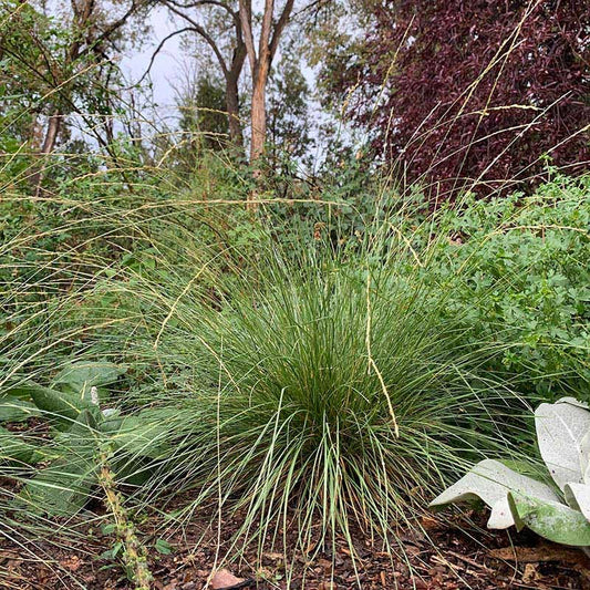  Atlas Fescue Grass