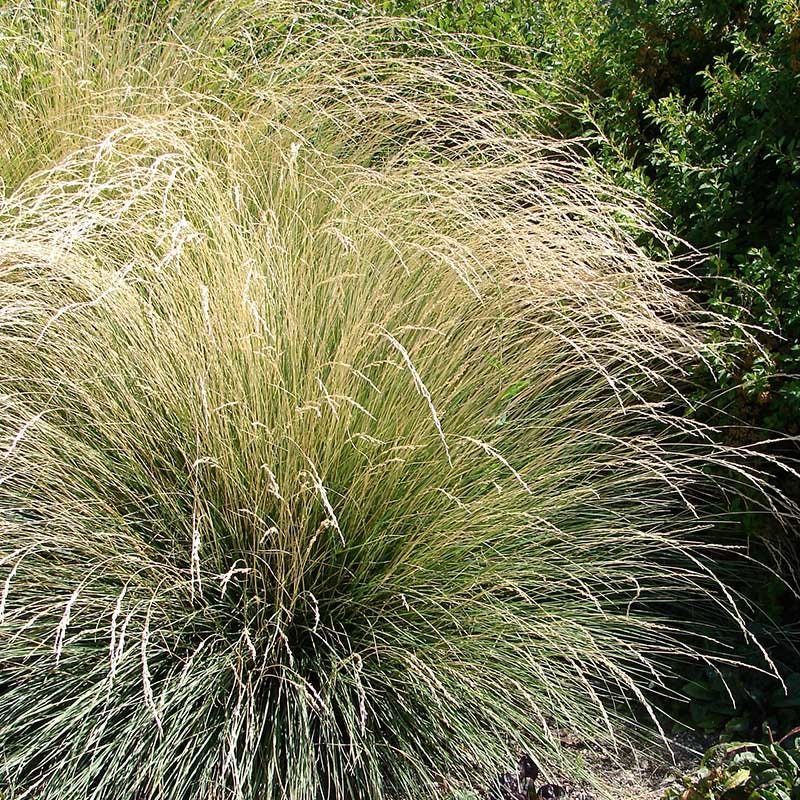  Atlas Fescue Grass