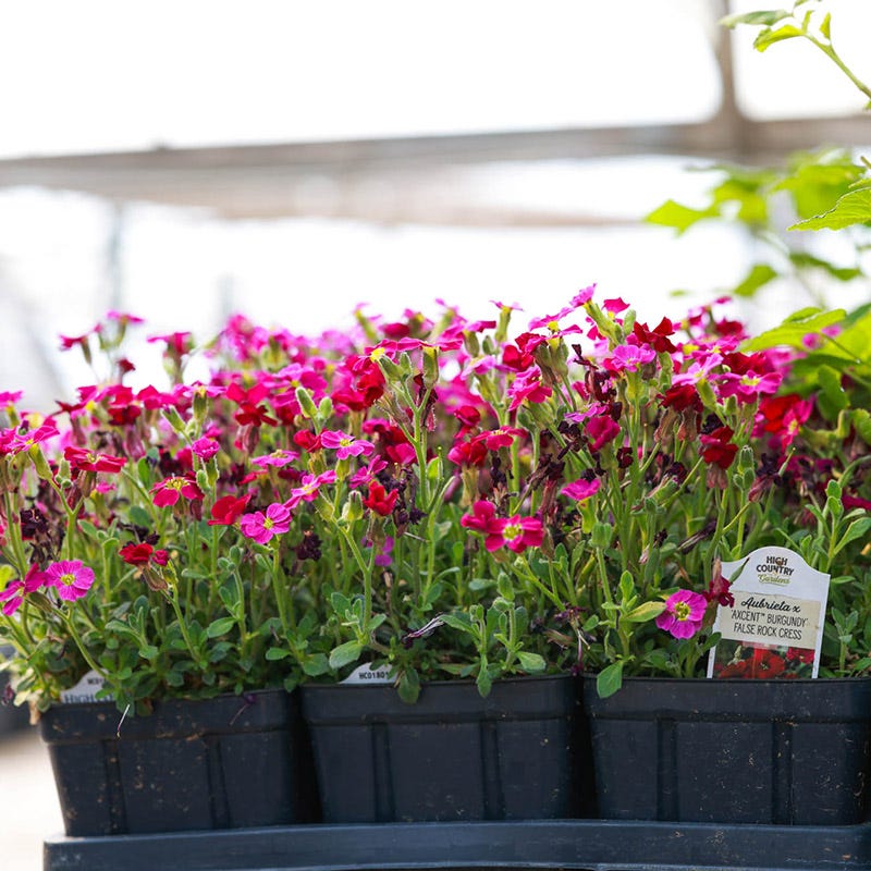  Axcent™ Burgundy Aubrieta