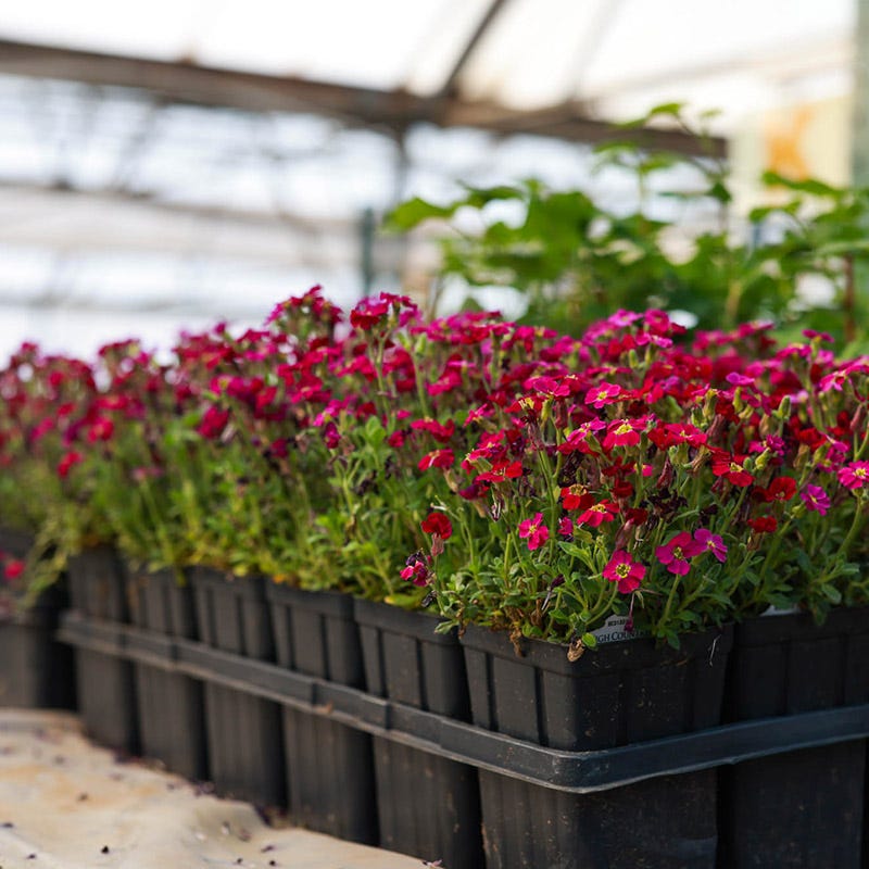  Axcent™ Burgundy Aubrieta