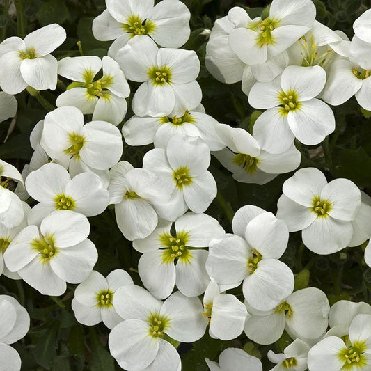  Axcent™ White Aubrieta