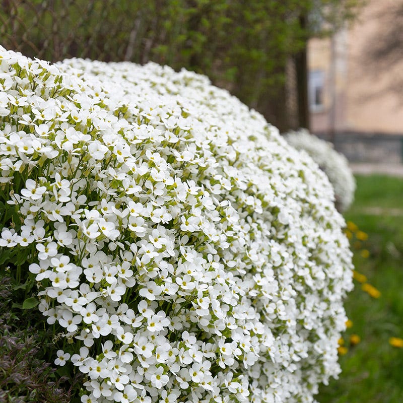  Axcent™ White Aubrieta
