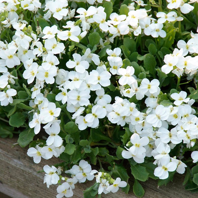  Axcent™ White Aubrieta