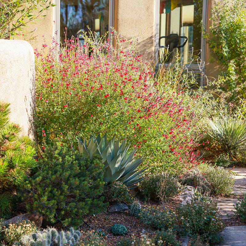  Furman's Red Texas Salvia