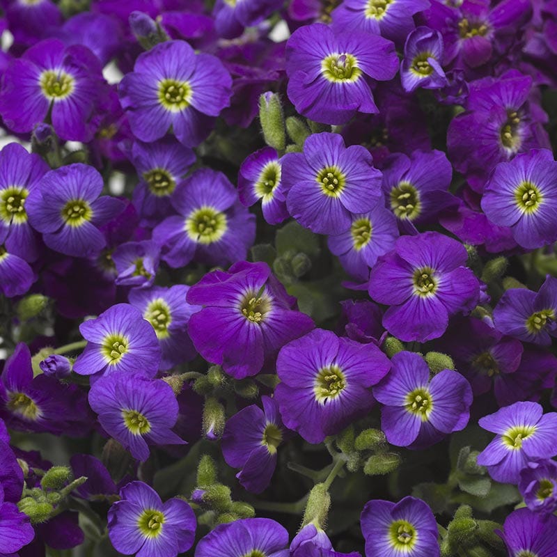  Axcent™ Deep Purple Aubrieta
