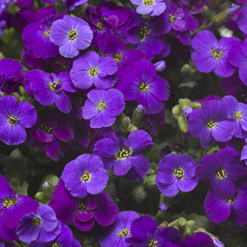  Axcent™ Deep Purple Aubrieta
