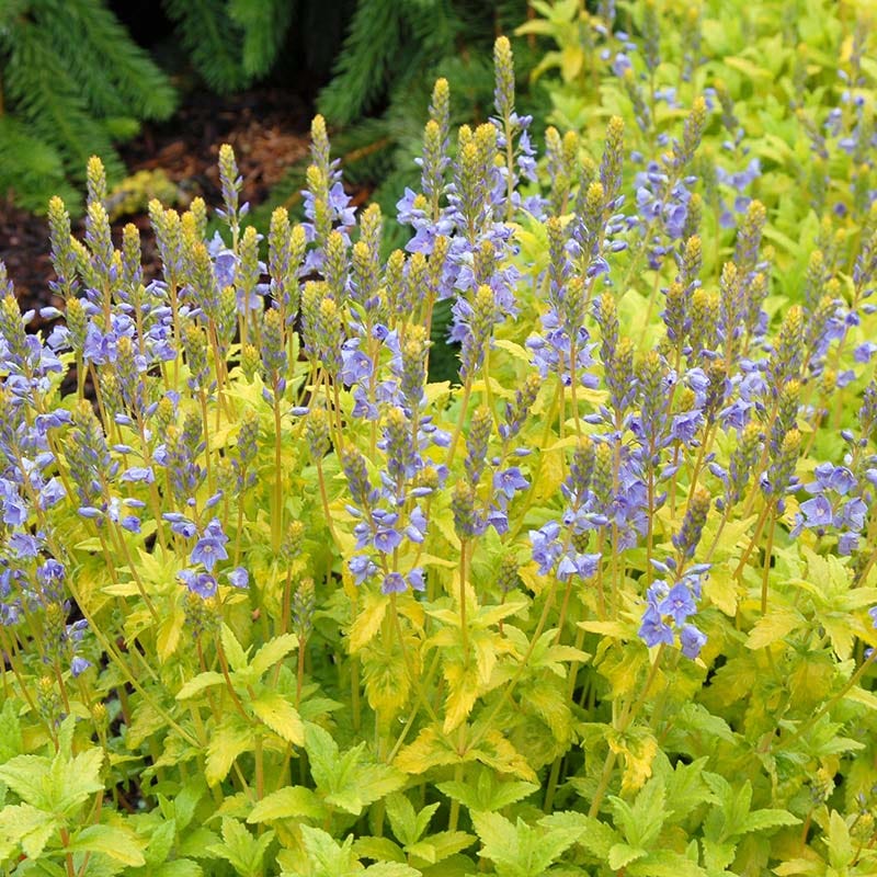  Aztec Gold Veronica