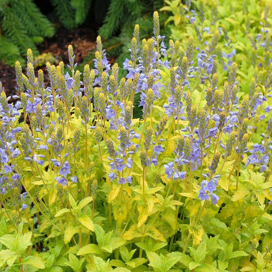  Aztec Gold Veronica