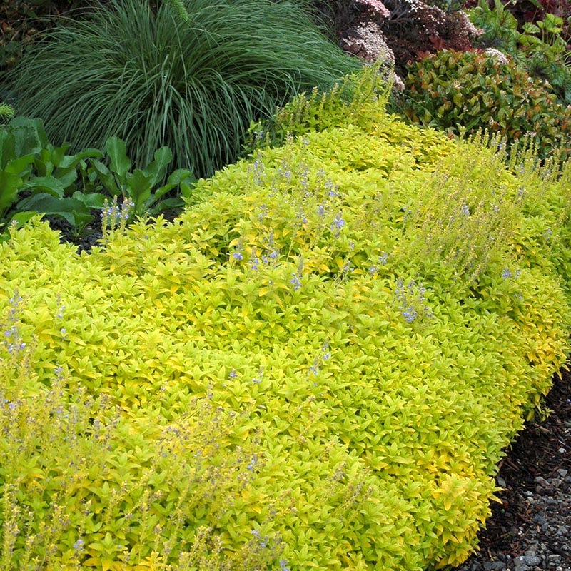  Aztec Gold Veronica