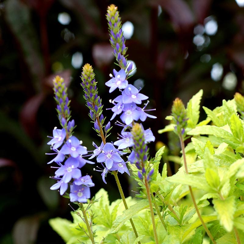  Aztec Gold Veronica