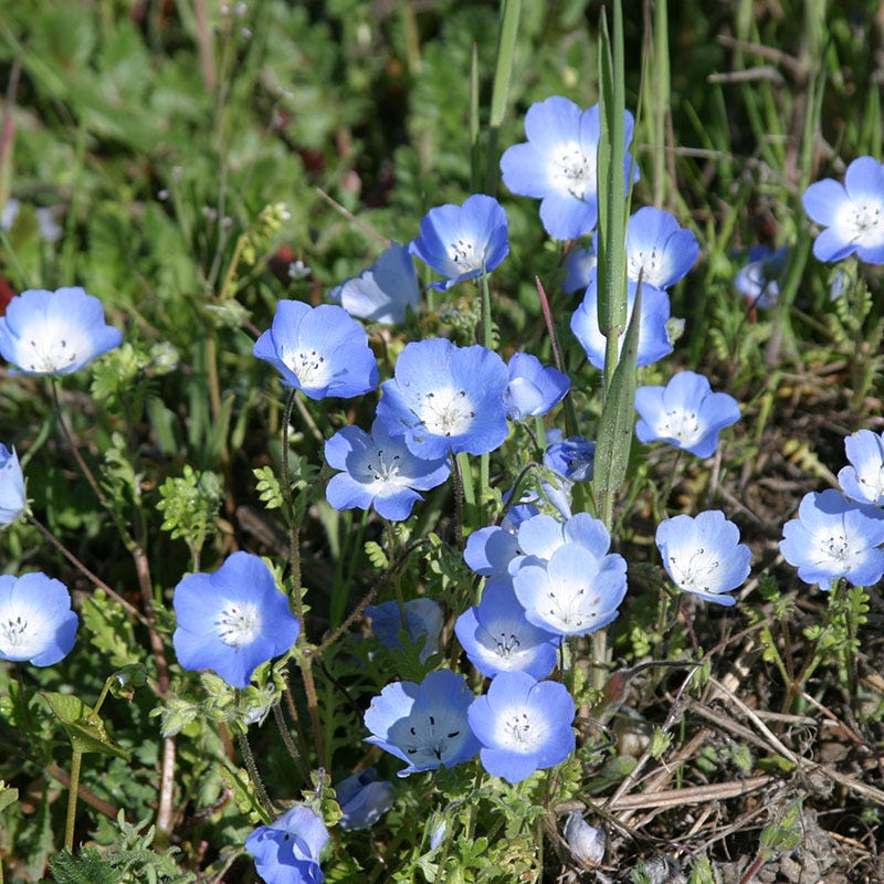  Alternative Lawn Wildflower Seed Mix