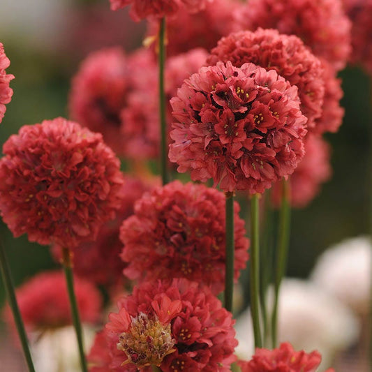  Ballerina Red Armeria