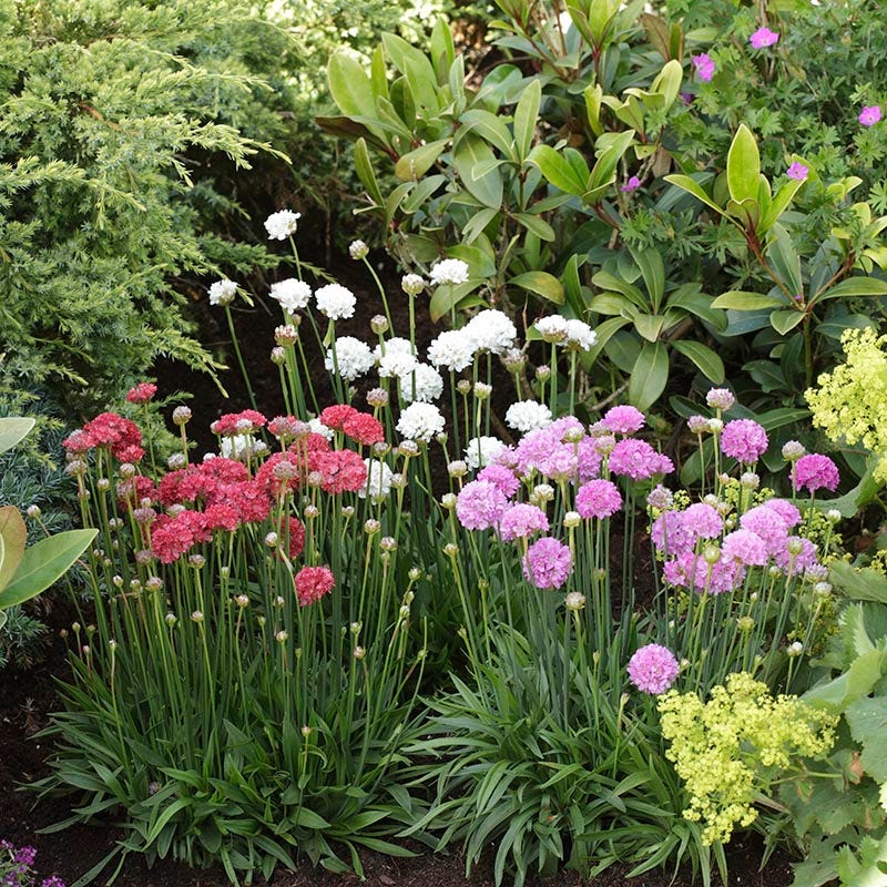  Ballerina Red Armeria