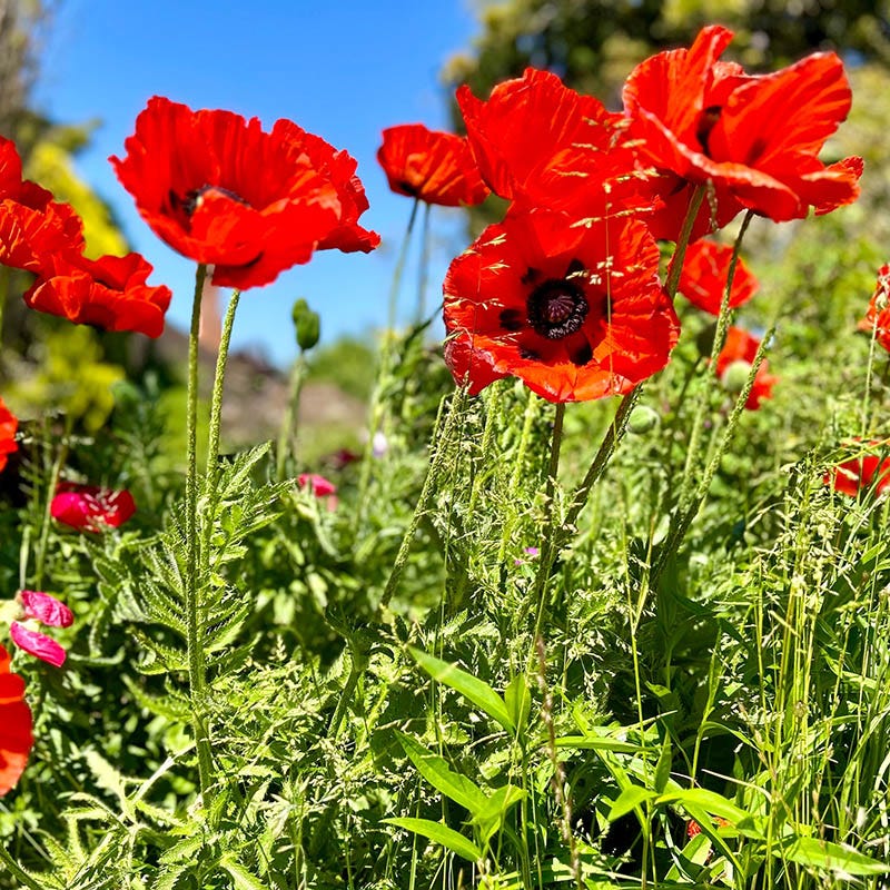  Beauty Of Livermere Oriental Poppy