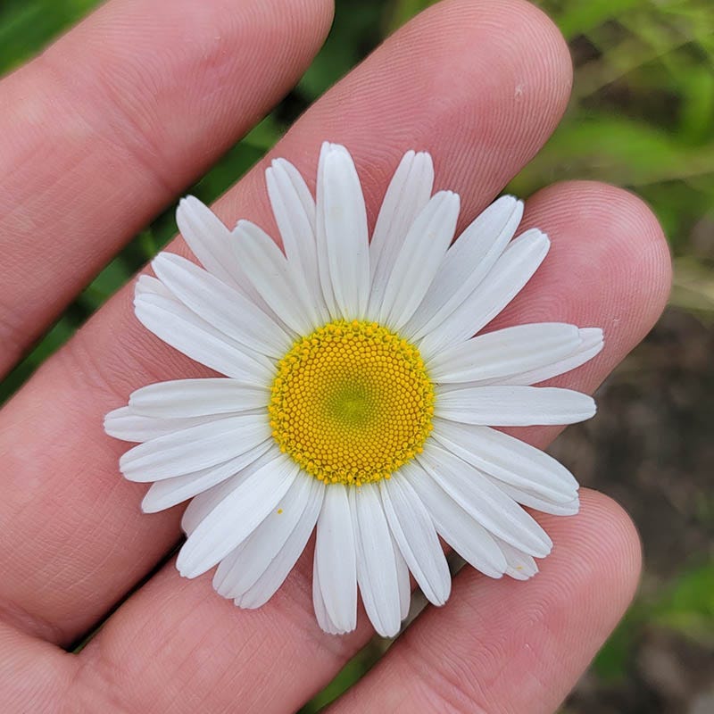  Becky Shasta Daisy