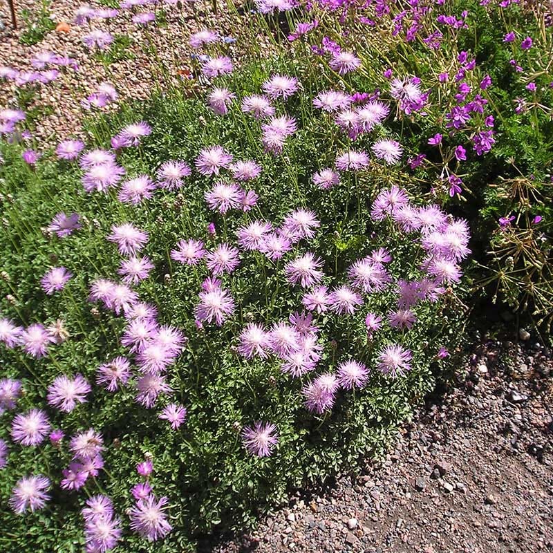 Bellina Pink Cornflower