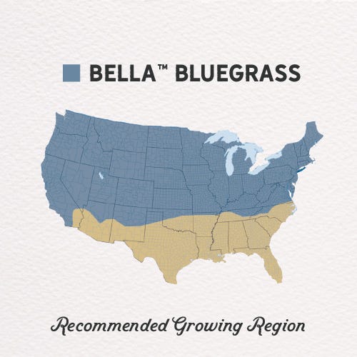  Bella™ Bluegrass Grass Plugs
