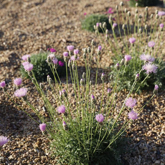  Bellina Pink Cornflower