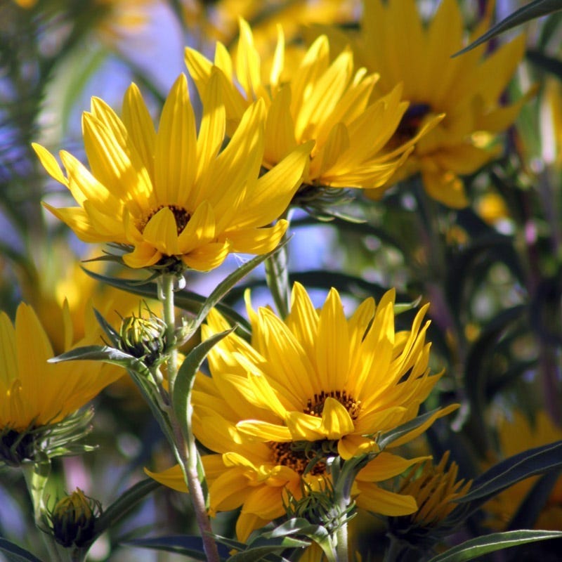  Santa Fe Maximilian's Sunflower (Helianthus)