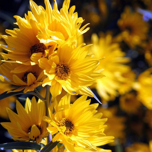 Santa Fe Maximilian's Sunflower (Helianthus)