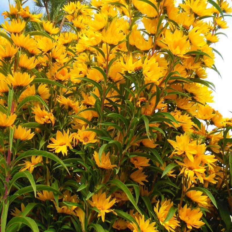  Santa Fe Maximilian's Sunflower (Helianthus)