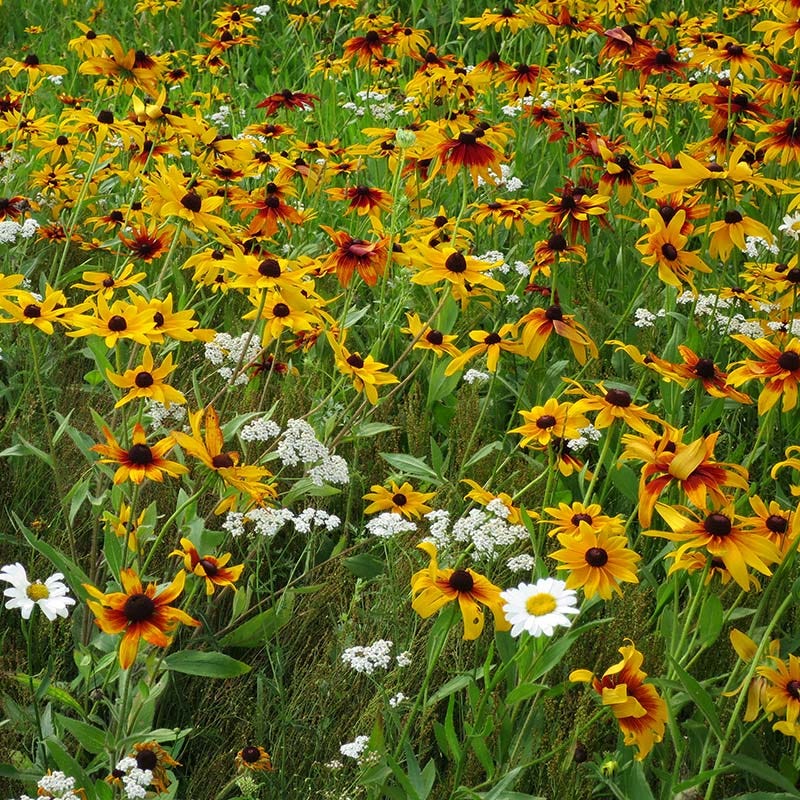  Dry Area Wildflower Seed Mix
