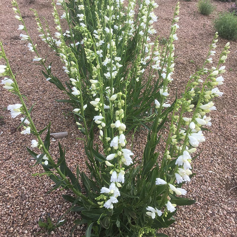  Blanca Peak™ Rocky Mountain Penstemon