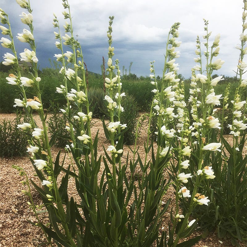  Blanca Peak™ Rocky Mountain Penstemon