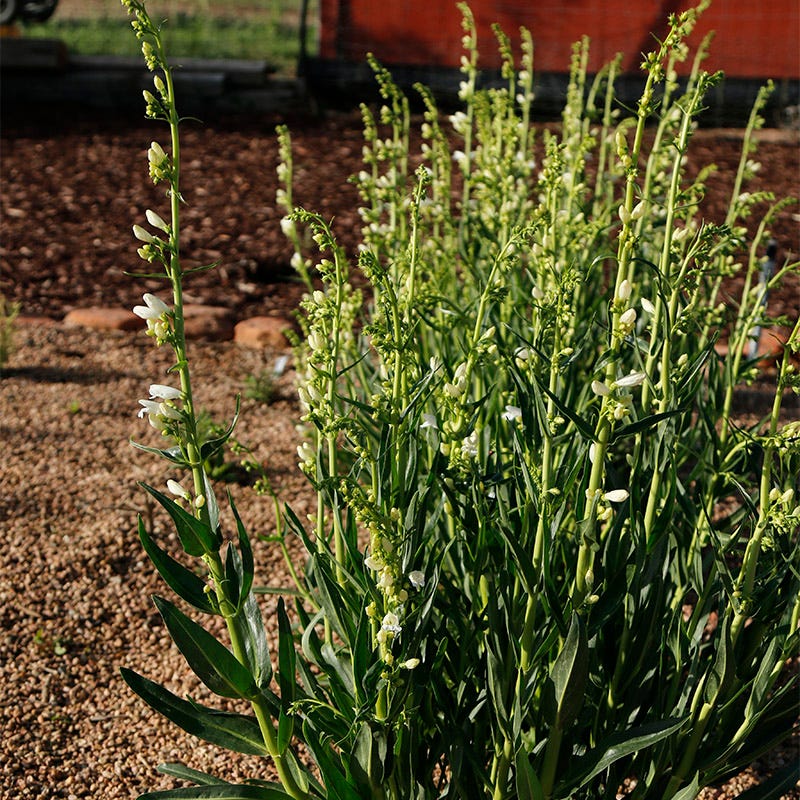  Blanca Peak™ Rocky Mountain Penstemon